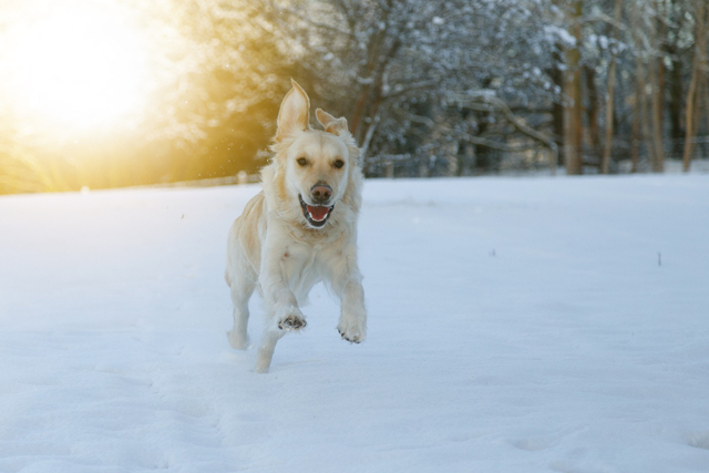 Zoomies atau FRAP merupakan cara anjing melepaskan stres | Gambar oleh Lasse Holst Hansen dari Pixabay