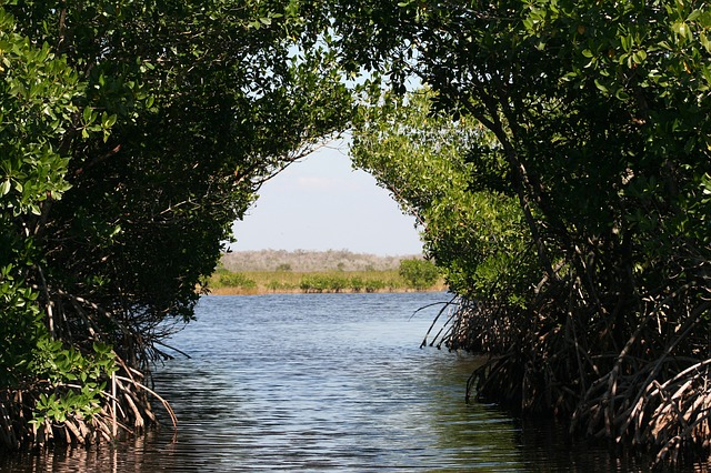 Ilustrasi manfaat hutan bakau. Foto: pixabay