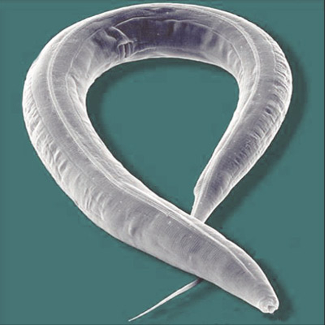 C. elegans tidak dilengkapi oleh sistem visual namun mampu mendeteksi warna | Gambar oleh AJC1 dari flic.kr