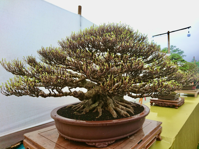 Bonsai pohon kimeng senilai Rp 2 miliar yang dipamerkan di Jogja awal Maret 2021. Foto: Widi Erha Pradana. 