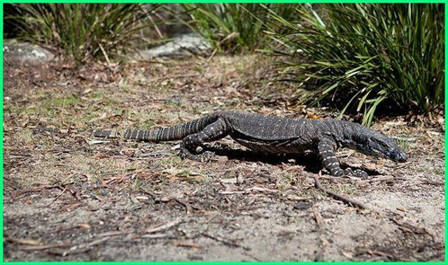 Kondisi Fauna Australis Saat Ini, Banyak yang Hampir Punah! | kumparan.com