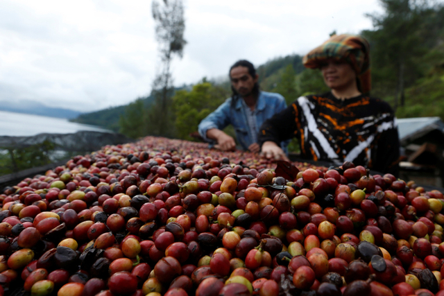 Petani menjemur biji kopi arabika Gayo di pinggiran Danau Laut Tawar, Takengon, Aceh Tengah, Aceh. Foto: Irwansyah Putra/ANTARA FOTO