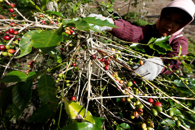 Petani memanen kopi arabika Gayo di Takengon, Aceh Tengah, Aceh. Foto: Irwansyah Putra/ANTARA FOTO