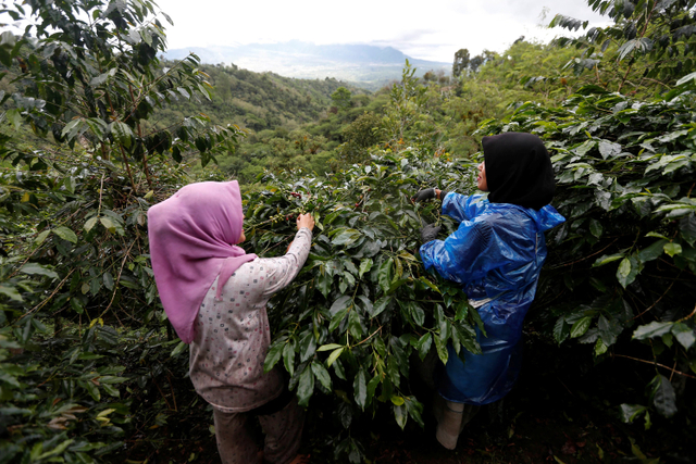 Foto: Melihat Eksistensi dan Semangat Petani Kopi Gayo di Tengah Pandemi (308137)