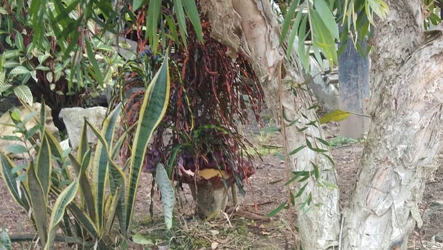 Bunga bangkai tumbuh di area rumah warga di Pegat Bukur, Sambiliau, Berau, Kaltim. Foto: Instagram/@ayuradithya7164