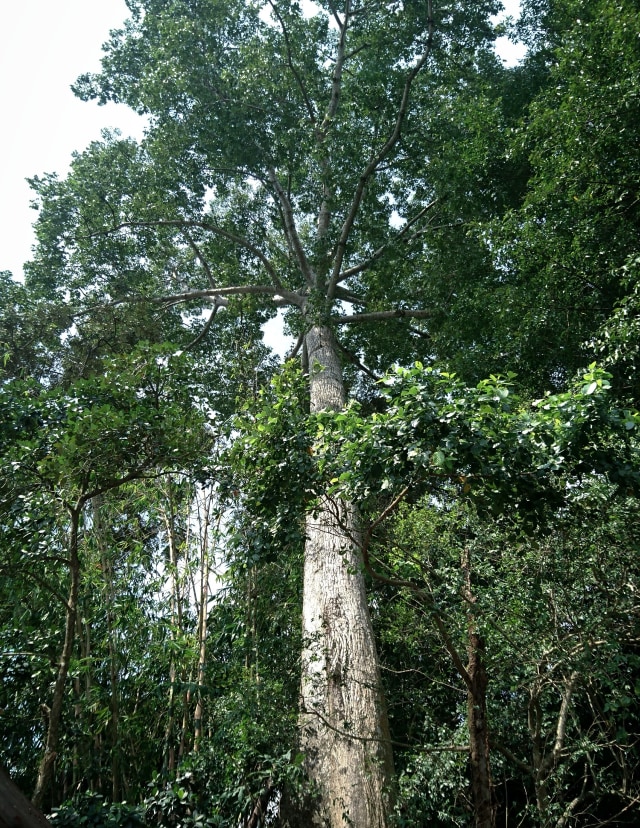 Jejak Kiai Sombomerti di Derasnya Air Sendang Sombomerti, Maguwoharjo, Sleman (17664)
