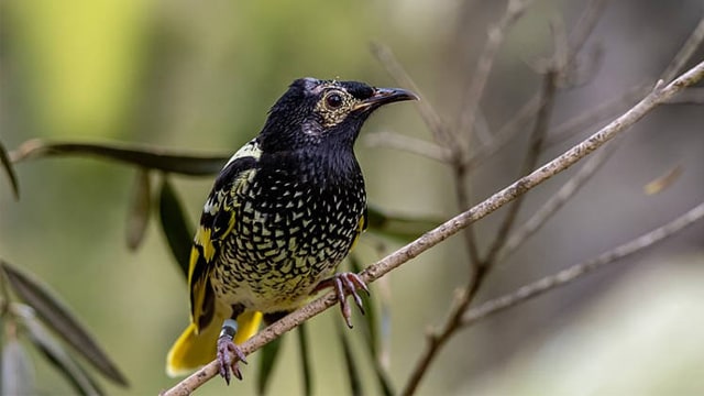 Kabar Sedih Burung Langka Ini Terancam Punah Lantaran Lupa Cara Bernyanyi Kumparan Com