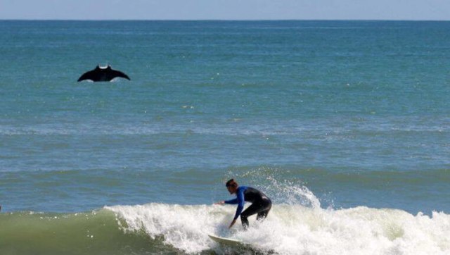 Ikan pari manta raksasa yang melompat dari air didokumentasikan oleh Rusty Escandell saat ini memotret para surfer di Florida, AS, pada pertengahan Maret 2021. Foto: Rusty Escandell
