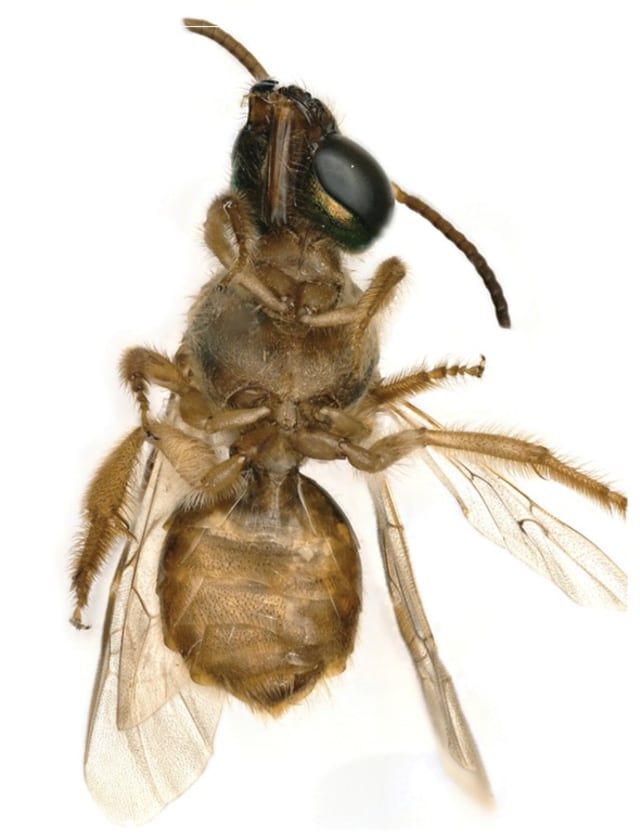 Megalopta amoena yang punya gynandromorphy. Foto: Krichilsky, et. al./Journal of Hymenoptera Research