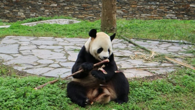 Panda raksasa sedang menyantap bambu, makanan favoritnya. (Sumber foto: Dokumentasi pribadi)