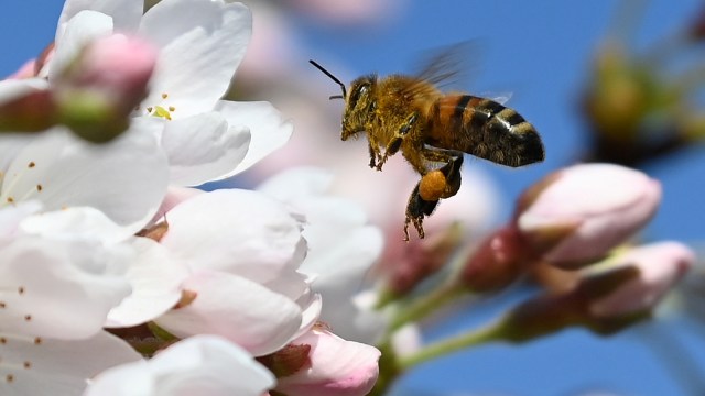 Hamparan bunga Magnolia di Royal Botanic Gardens Inggris. Foto: REUTERS/Toby Melville