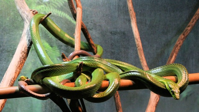 Ilustrasi ular. Foto: Paul Harrison via Wikimedia Commons (CC BY-SA 4.0)