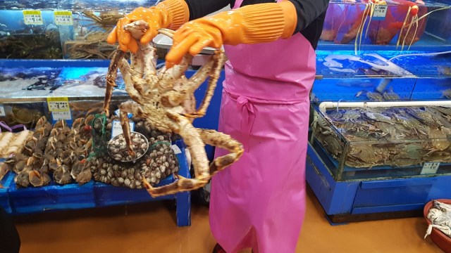 Live Alaskan King Crab sumber : foto pribadi