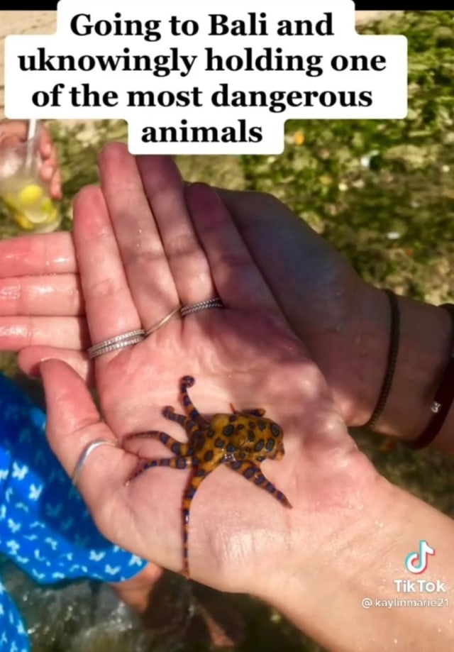 Turis yang pegang Gurita cincin biru (Blue ringed-octopus) di Bali  Foto: TikTok @kaylinmarie21