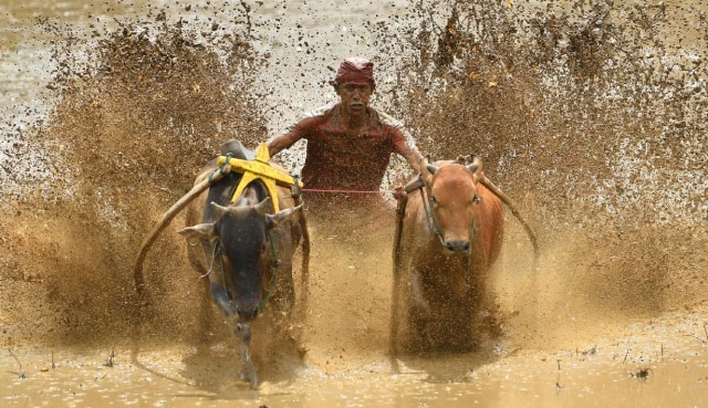 Pacu Jawi yang berada di Kabupaten Tanah Datar, Sumatera Barat. Foto: Adek Berry/AFP via Liputan6