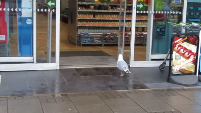 Burung Camar Terekam Kamera Curi Sebungkus Makanan dari Minimarket (27997)
