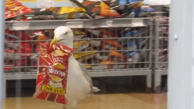 Burung Camar Terekam Kamera Curi Sebungkus Makanan dari Minimarket (27998)