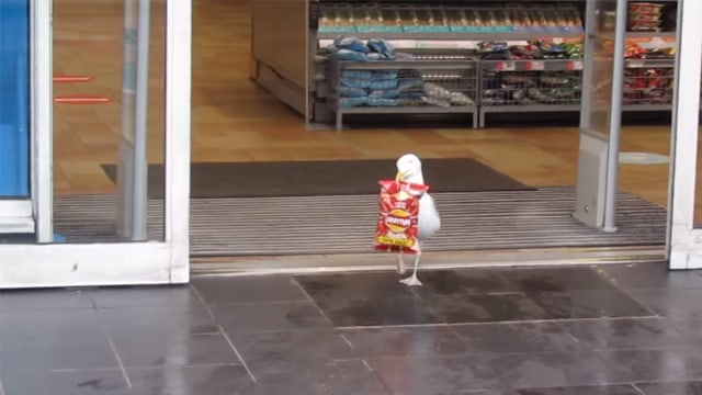 Burung Camar Terekam Kamera Curi Sebungkus Makanan dari Minimarket (27999)