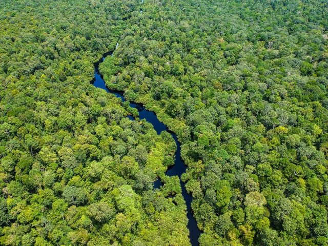 Hari Hutan Internasional: Mengenal si Ujung Tombak Keberlanjutan Hutan (6916)