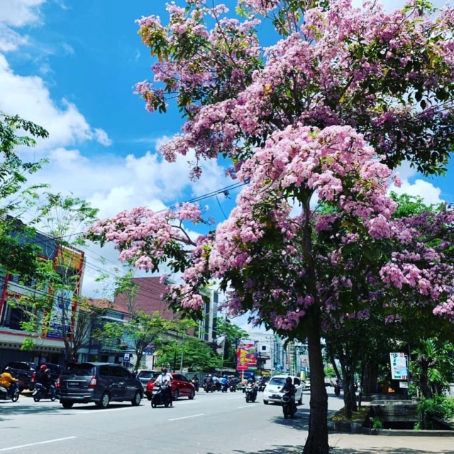 Viral: Pontianak Rasa Jepang, Bunga Tabebuya Bermekaran di Jalan (528047)