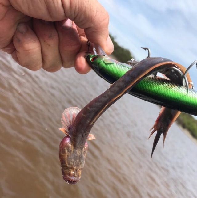 Ikan aneh yang ditemukan pemancing di Australia.  Foto: Outback Boat Hire