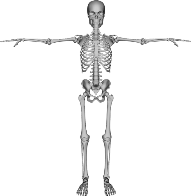 Srtuktur tulang manusia. Foto: Pixabay