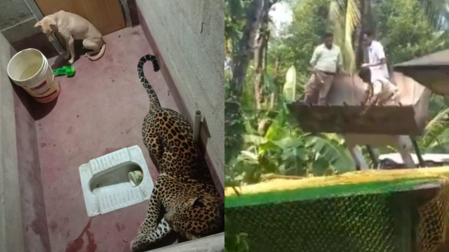 Momen Mendebarkan Evakuasi Anjing Terjebak 7 Jam Bersama Macan Tutul di Toilet (57625)