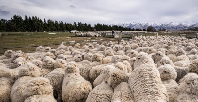 Ribuan domba di peternakan Selandia Baru (Foto: agriland.ie)
