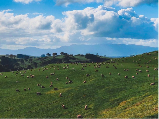 Domba dan sapi bebas mencari makan. (Foto: Celine Lityo/Unsplash)