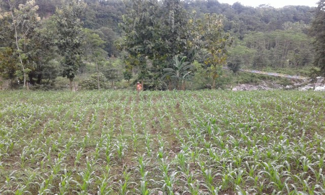 Lahan jagung di Desa Sangkanjaya, Kecamatan Balapulang, Kabupaten Tegal. (Foto: Bentar)