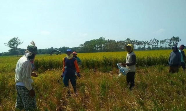 Sektor Pertanian akan menjadi andalan bagi Kabupaten Indramayu Barat jika terealisasi menjadi daerah otonom baru. (Dok.ciremaitoday)