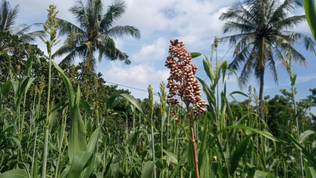 Tanaman sorgum yang tumbuh di wilayah kering di Karangasem, Bali - IST