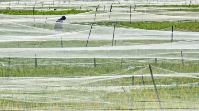 Petani memperbaiki jaring pelindung padi di persawahan Kelurahan Monjok, Mataram, NTB,  Foto: Ahmad Subaidi/ANTARA FOTO
