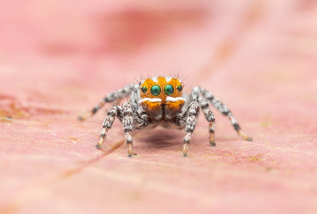 Laba-laba Maratus nemo. Foto Joseph Schubert