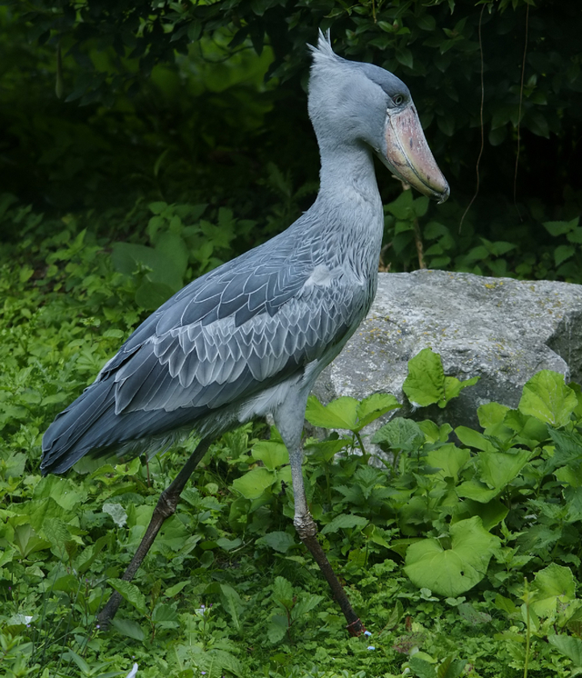 Shoebill yang tampak seperti bangau.  Foto: Wikimedia Commons