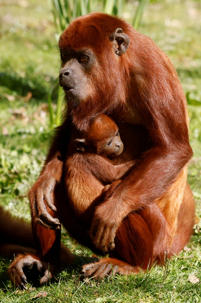 Seekor bayi monyet howler merah dipegang oleh ibunya di kandang mereka di taman zoologi 'Planete Sauvage' di Port-Saint-Pere, Prancis. Foto: Stephane Mahe/REUTERS