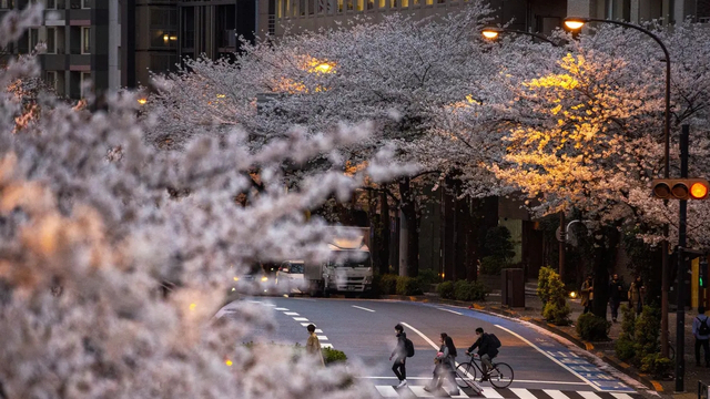 Bunga Sakura bermekaran di Jepang. Foto: AP / Kiichiro Sato