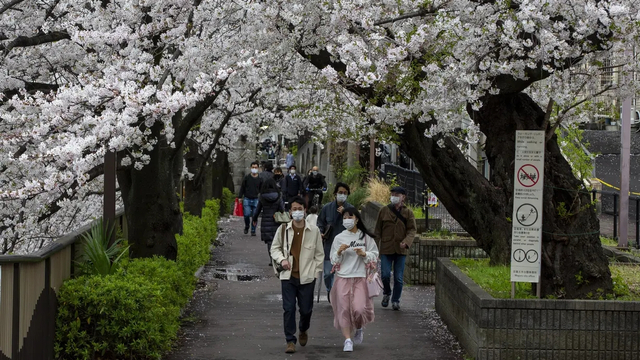Pertama Kalinya Sejak 1.200 Tahun, Bunga Sakura di Jepang Mekar Lebih Awal (753148)