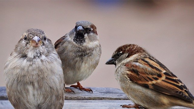 Ilustrasi burung pipit. FOto: Pixabay/suju-foto.