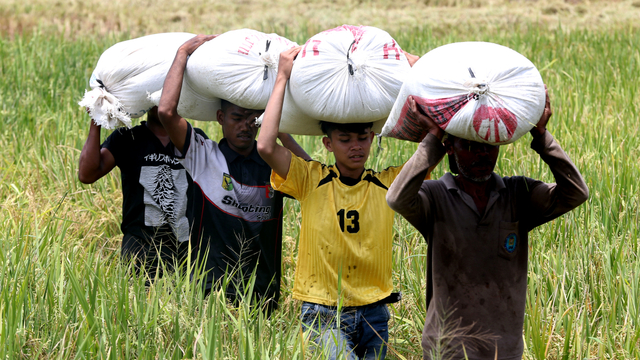 Petani mengangkut gabah hasil panen di Samahani, Aceh Besar, Aceh. Foto: Irwansyah Putra/ANTARA FOTO