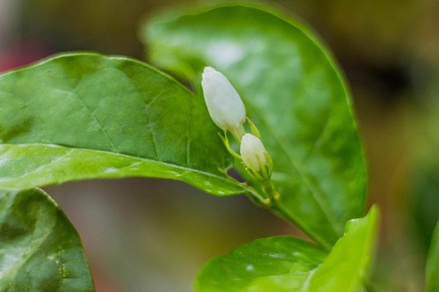 Bunga Melati (https://pixabay.com/photos/jasmine-thailand-indo-the-country-4565413/)