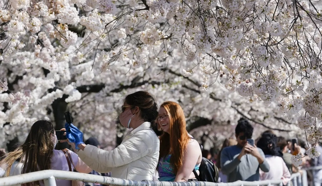 Pertama Kalinya Sejak 1.200 Tahun, Bunga Sakura di Jepang Mekar Lebih Awal (753147)