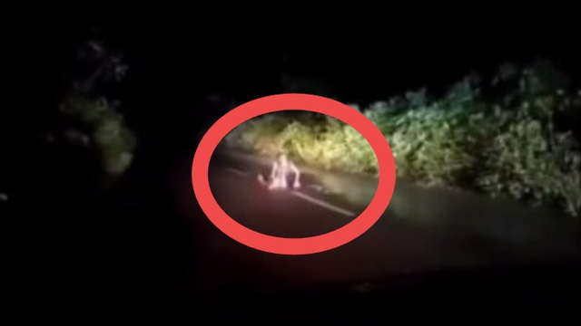 Pekerja di Kalimantan Dicegat Makhluk Mengerikan saat Pulang Tengah Malam (283896)