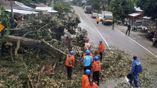 Pohon tumbang jalan Padang-Bukittinggi, yang berada di Nagari Parit Malintang, Kecamatan Anam Lingkuang, Padang Pariaman, Sumatera Barat. Foto: dok BPBD