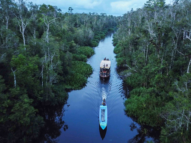 Foto udara wisata susur sungai di kawasan Taman Nasional Tanjung Puting, Kabupaten Kotawaringin Barat, Kalimantan Tengah, Selasa (30/3/2021). Foto: Makna Zaezar/ANTARA FOTO