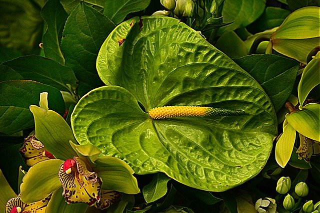 Jenis-jenis Anthurium dan Harganya di Pasaran | kumparan.com