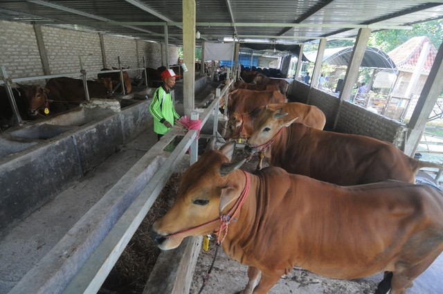 Petugas memeriksa sapi ternak sebelum diberi pakan di Desa Samatan, Pamekasan, Jawa Timur, Kamis (1/4/2021). Foto: ANTARA FOTO/Saiful Bahri