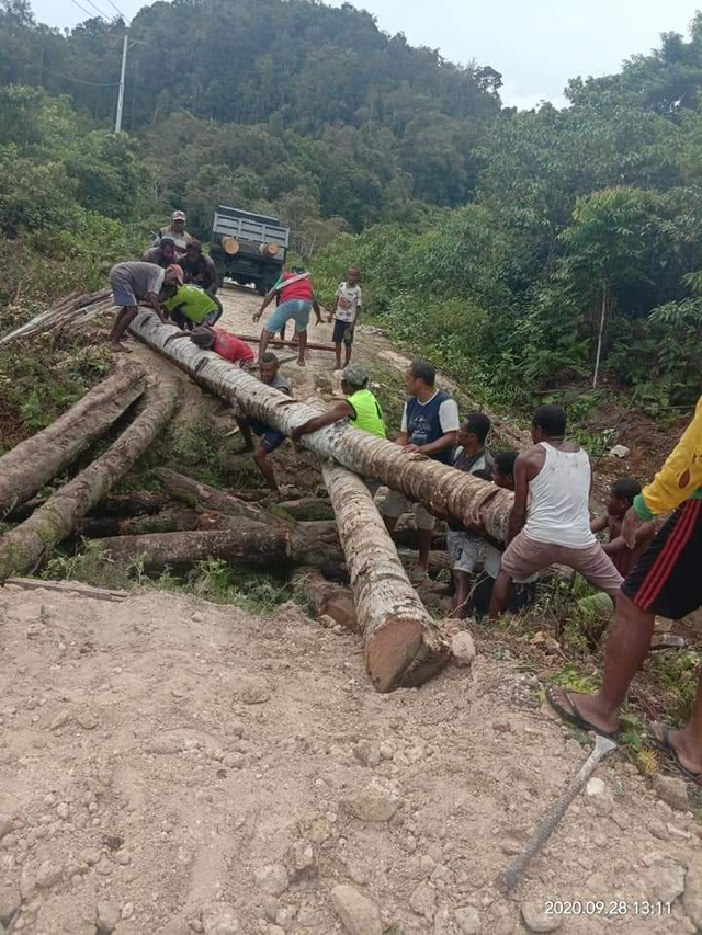 Jembatan Dari Pohon Kelapa Akses Transportasi Bagi Kampung Sewiam Nauwita