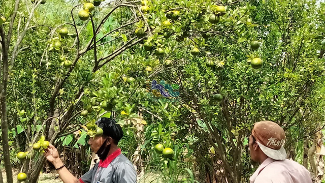 Tanaman jeruk keprok (citrus reticulata) milik petani di Desa Ngunut, Kecamatan Dander, Kabupaten Bojonegoro. (foto: dan/beritabojonegoro)