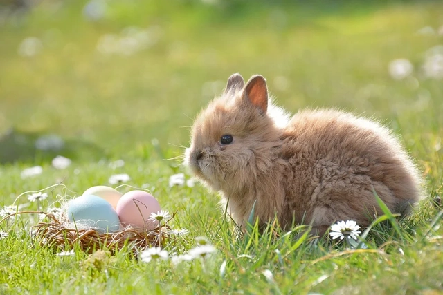 Ilustrasi Telur dan Kelinci Paskah Foto: Pixabay